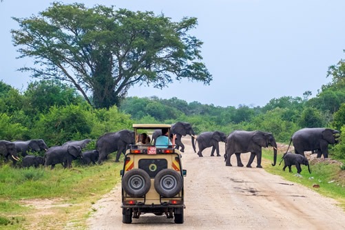 6 Days Uganda Safari and Wildlife Tour - Kibale, Murchison Falls ...