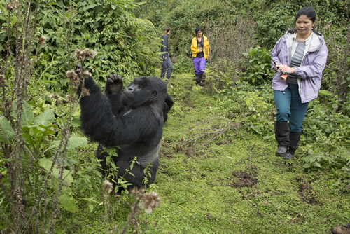 15 days Uganda Rwanda and Congo safari