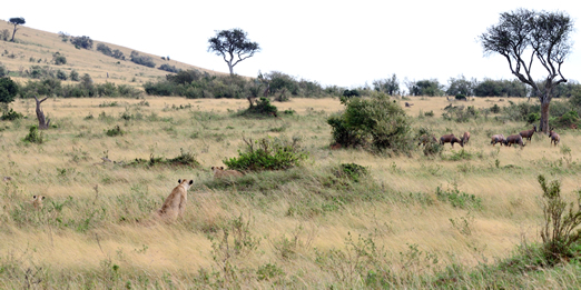 Masai Mara National Reserve in Kenya