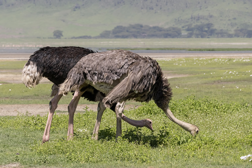 Ngorongoro Crater and Conservation Area in Tanzania