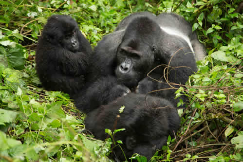 lowland gorillas grauer