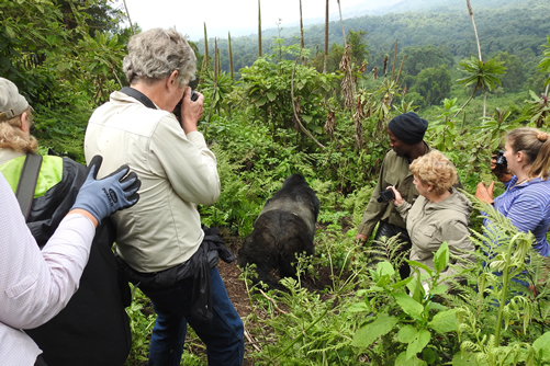 gorilla photography