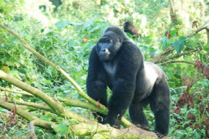 bite force of a silverback gorilla