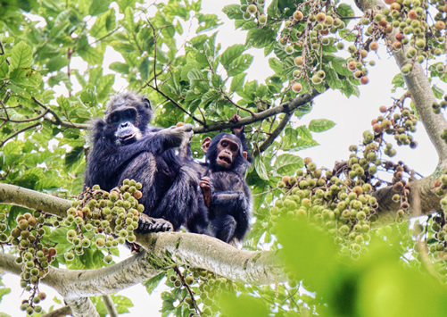 Facts About Chimpanzees - Intelligence, Conservation and Mating