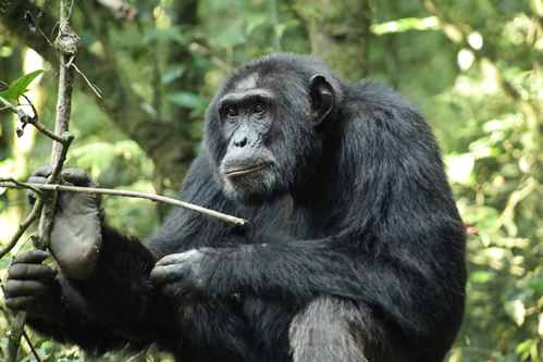 Facts About Chimpanzees - Intelligence, Conservation and Mating