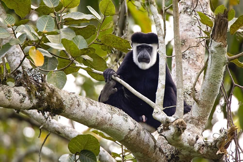 Facts about Colobus Monkeys