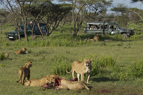 Facts About Lions - Diet, Lifespan, Habitat and Hunting Skills