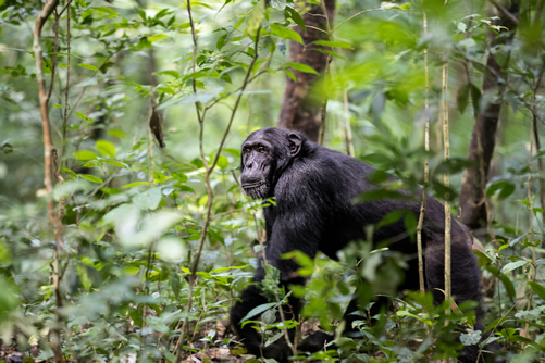 Minimum age for Chimpanzee Trekking