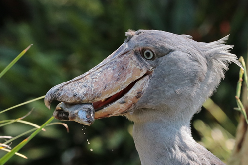 Facts About Shoebill Storks - Size, Height, Habitat, Sound & Image