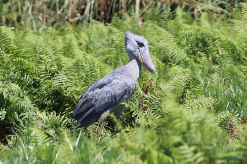 Shoebill Stork