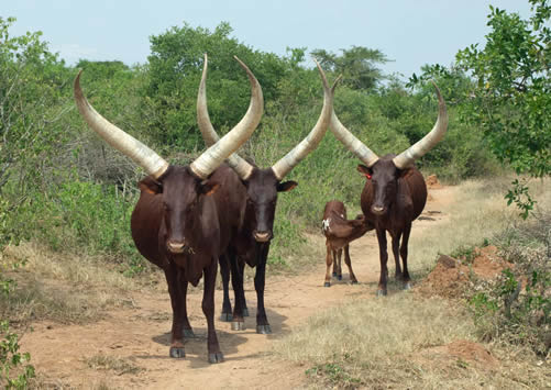 Facts about Ankole Cattle - Price, Milk Production, Breeding and Longhorn