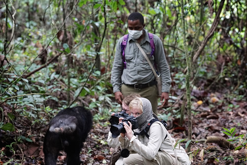 Chimpanzee Trekking in Tanzania